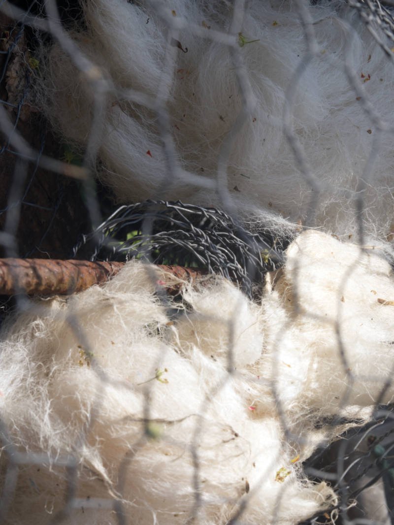 wool