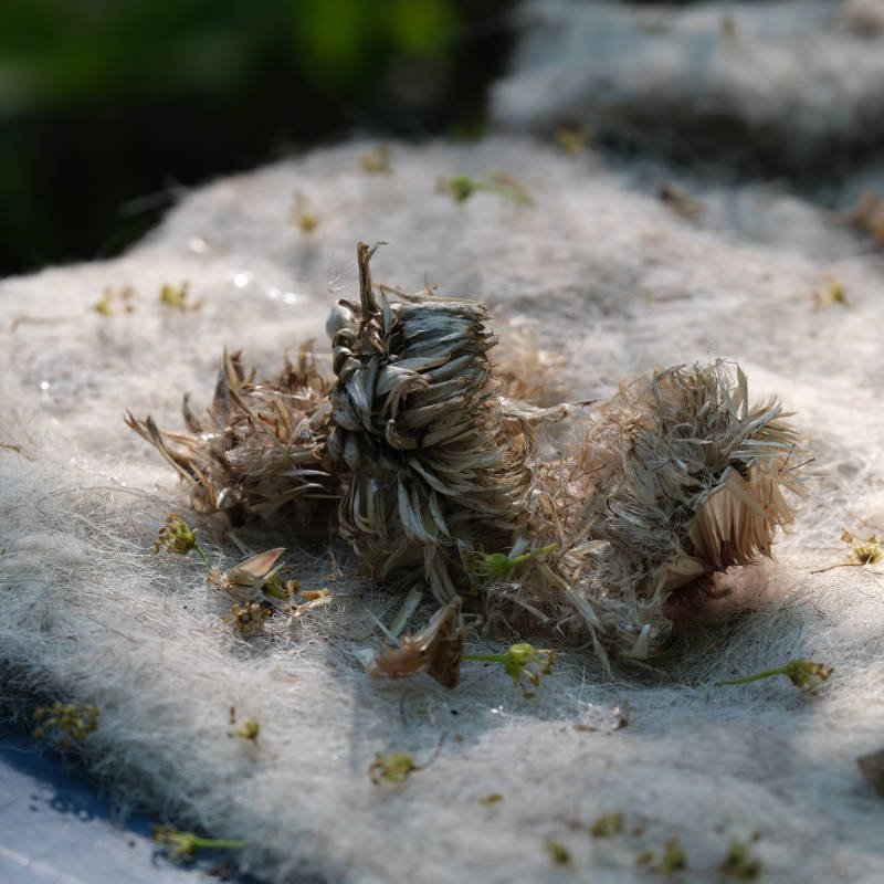 plant on wool
