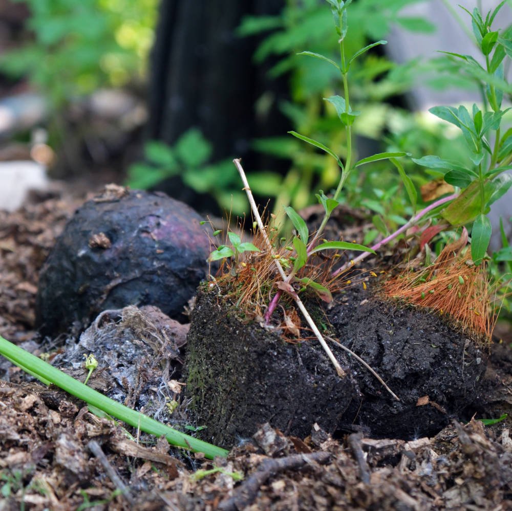 wild gardening